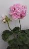 Pelargonie Oppskrift