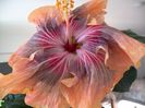 Tah.Purple Ripple