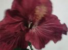 BLAK DRAGON----floare mai chinuita