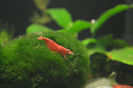 creveti rosii