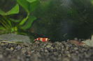 creveti dinamovisti