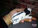 un pui desen bun