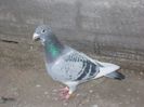 Mascul