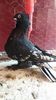 IMG-20161222-WA0059