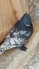 IMG-20170115-WA0052