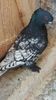 IMG-20170115-WA0050