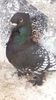 IMG-20170115-WA0056