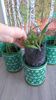 Clorophytum comosum