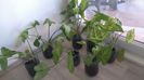 Syngonium