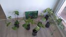 Syngonium