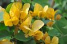 bougainvillier-jaune-4