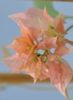 bougainvillea-double-orange