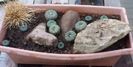 Frailea castanea - achizitionata