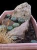 Frailea castanea - achizitionata