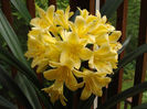 Clivia_miniata_SolomoneYellow_Umbel_JAY