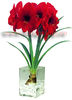 Bulbi Amaryllis Red Lion (Hipperastrum)