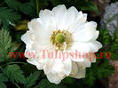 Bulbi Anemone Mount Everest.