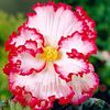 Bulbi begonia Crispa Marginata Alba