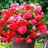 Bulbi Begonia Curgatoare Roz