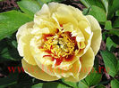 Bulbi Bujori Prairie Charm (Paeonia)