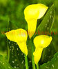 Bulbi Cala Florex Gold (Zantedeschia)