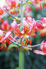 Bulbi Crin Manitoba Morning (Lilium)
