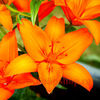 Bulbi Crin Orange Ton (Lilium)