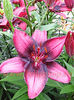 Bulbi Crin Purple Eye (Lilium)
