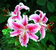 Bulbi Crin Stargazer (Lilium)