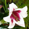 Bulbi Crin Triumphator (Lilium)