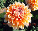 Bulbi Dalia Bahama Apricot (Gherghina)