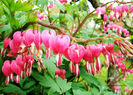Bulbi Dicentra Spectabilis (Cerceii Doamnei)