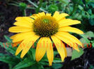 Bulbi Echinacea Day Dream