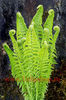 Bulbi Feriga Ostrich Plume