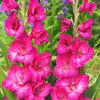 Bulbi Gladiole Kazimir