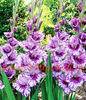 Bulbi Gladiole Passos