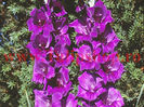 Bulbi Gladiole Purple Flora