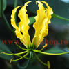 Bulbi Gloriosa Lutea