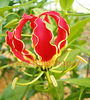 Bulbi Gloriosa Superba