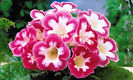 Bulbi Gloxinia Blanche de Meru