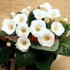 Bulbi Gloxinia Mont Blanc