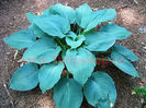 Bulbi Hosta Blue Angel (Crin toamna)