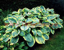 Bulbi Hosta Francess Williams (Crin toamna)