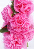 Bulbi Nalba Chaters Pink (Alcea)
