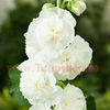 Bulbi Nalba Chaters White (Alcea)