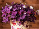 Bulbi Oxalis Triangularis (Trifoi)