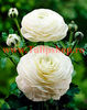 Bulbi Ranunculus Alb (Piciorul Cocosului)