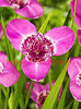 Bulbi Tigridia Lilacea
