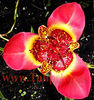 Bulbi Tigridia Speciosa