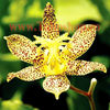 Bulbi Tricyrtis Golden Festival (Orhidee)
